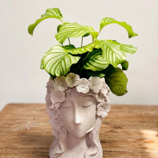 Macetero senora con planta verde