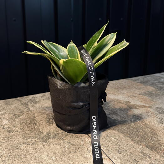 Sanseviera pequeño de ARAIK GALSTYAN