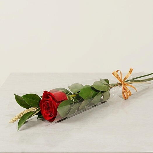 Rosa especial sant jordi