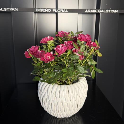 Mini rosa con maceta ceramica