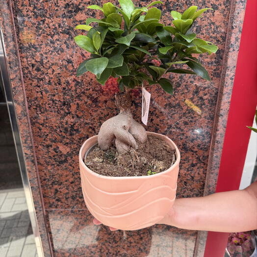 Bonsai Ginseng