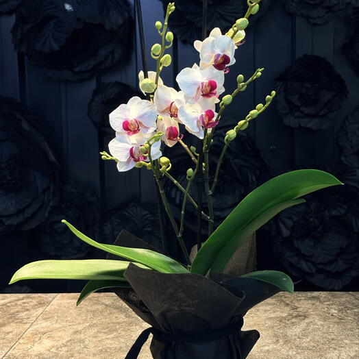Mini orchid in white color