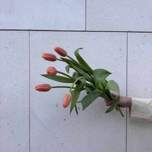 5 Soft Coral Tulips Mother s Day