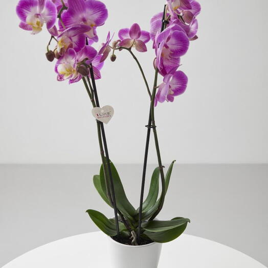 Orquideas Phalaenopsis fucsia