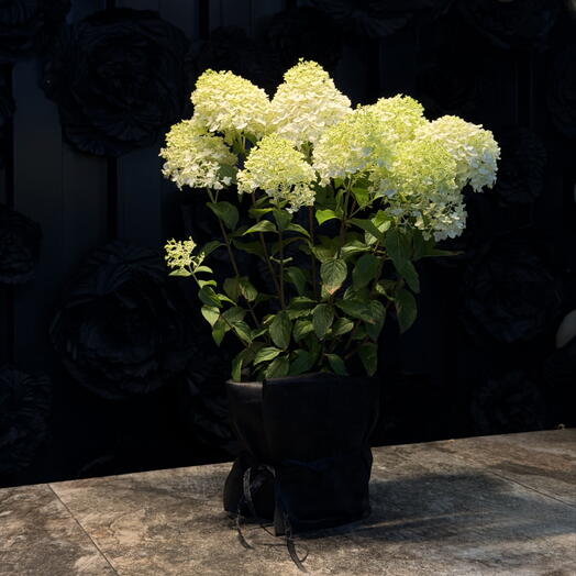 Hortensia Blanca de Araik Galstyan