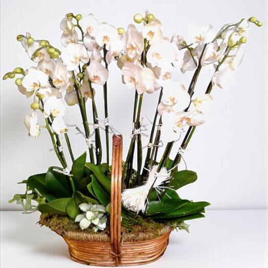 Cesta de Orquideas Phalaenopsis Blancas – Elegancia Natural en Flor