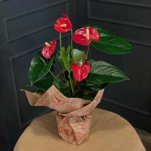 Anthurium mediano