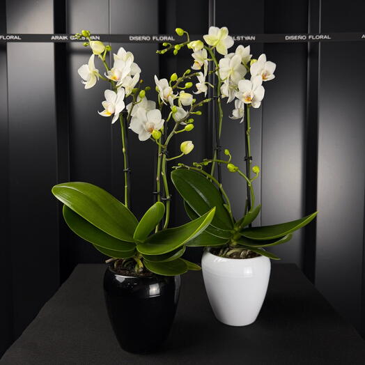 Phalaenopsis mini blanco