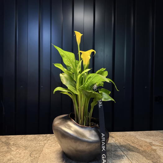 Cala con Maceta Ceramica