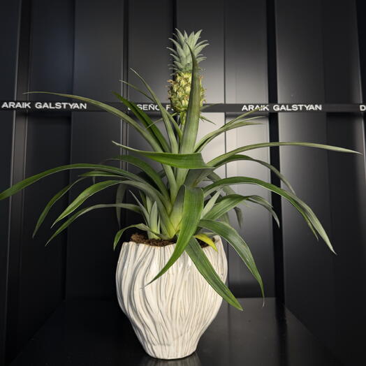 Pina Con Maceta De Ceramica