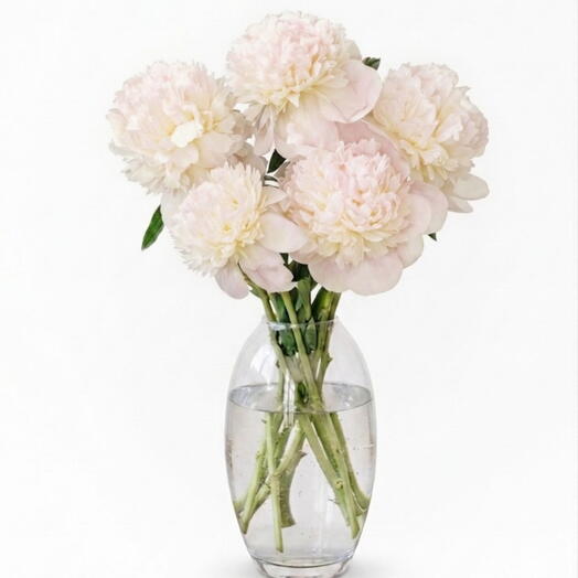 Bouquet of white and pink peonies | 5 stems