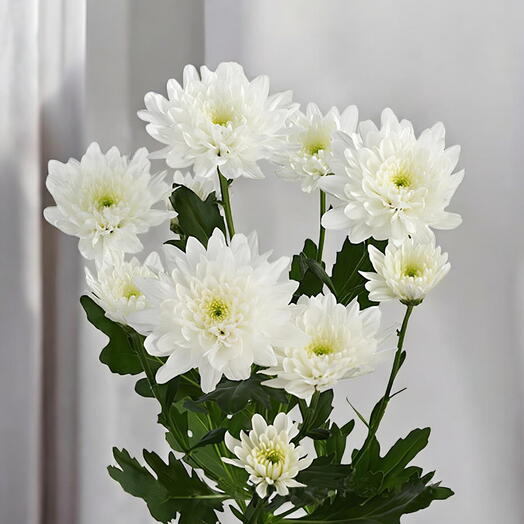 Pack of white daisies