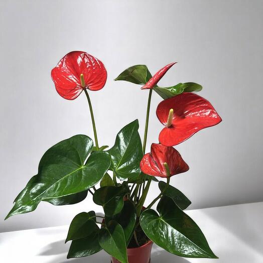 Red Anthurium plant