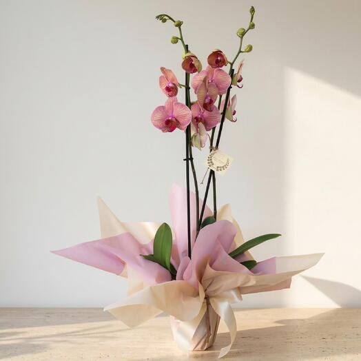 Orchidée Phalaenopsis – Plante naturelle d'orchidée élégante pour un cadeau