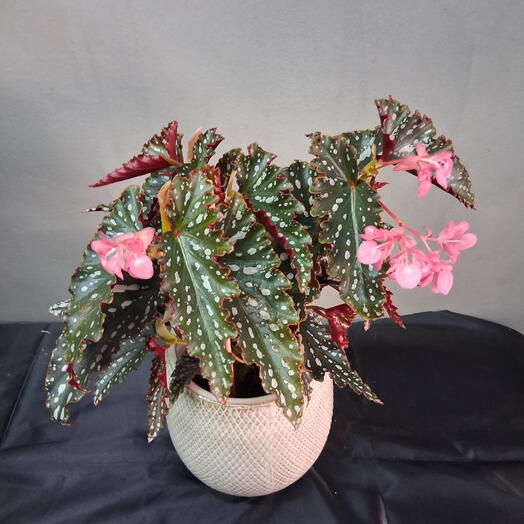 Begonia  maculata