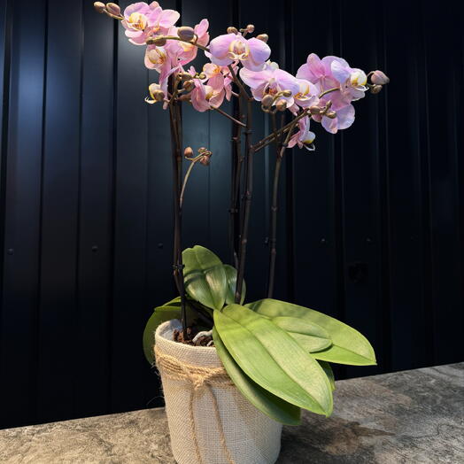Orquidea Phalaenopsis rosada con maceta