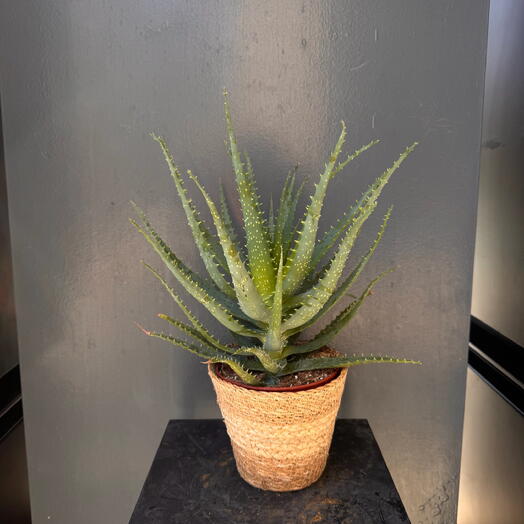 Aloe Vera: Belleza natural y bienestar en una sola planta