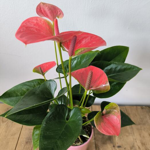 Рослина Антуріум в кераміці