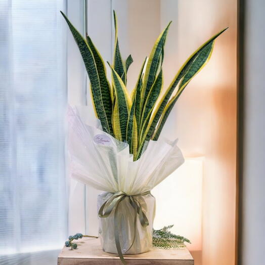 Sansevieria