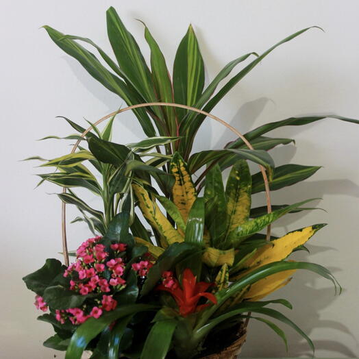 Canasta de plantas de interior