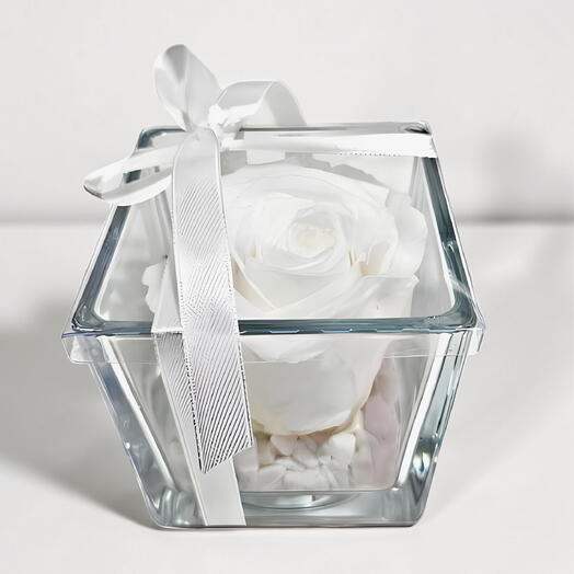 Rosa preservada blanca