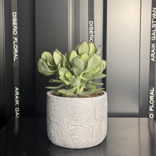 Crassula arborescens en maceta de cerámica