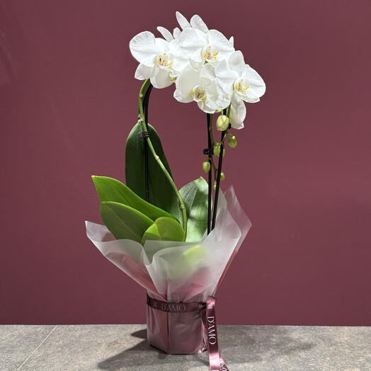 Orquidea blanca