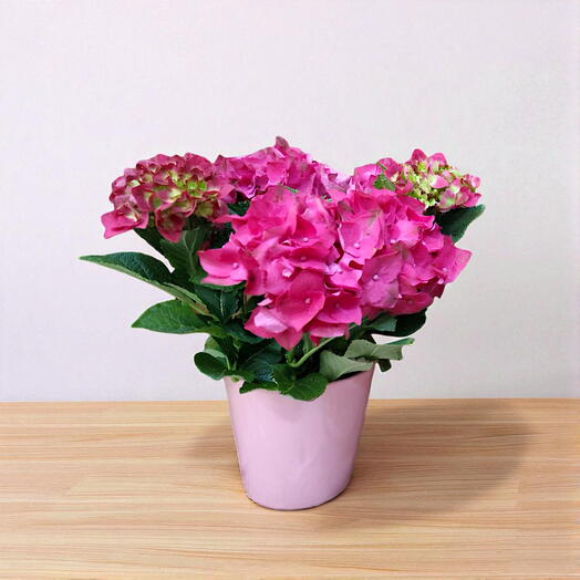 Hortensia Rosa en Maceta Decorativa