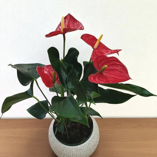 Anturium Rojo o Rosa y ceramica