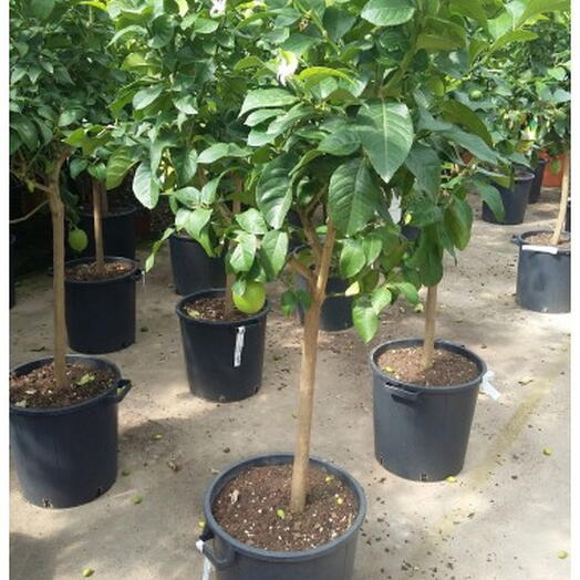 LIMONERO DE 1,50 M DE ALTURA