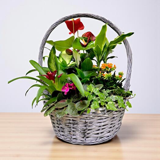 CESTA DE PLANTAS GRANDE
