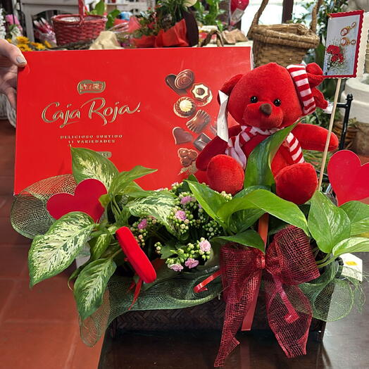 Подарочный набор растений