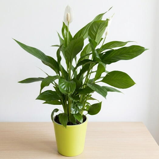 Luna,planta interior llamada spathiphyllium