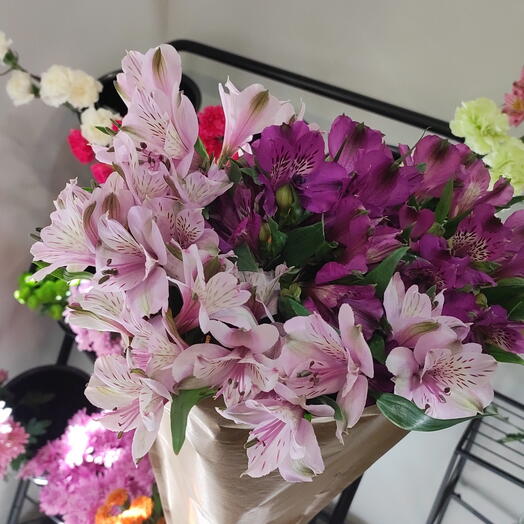 Altroemelias bicolor