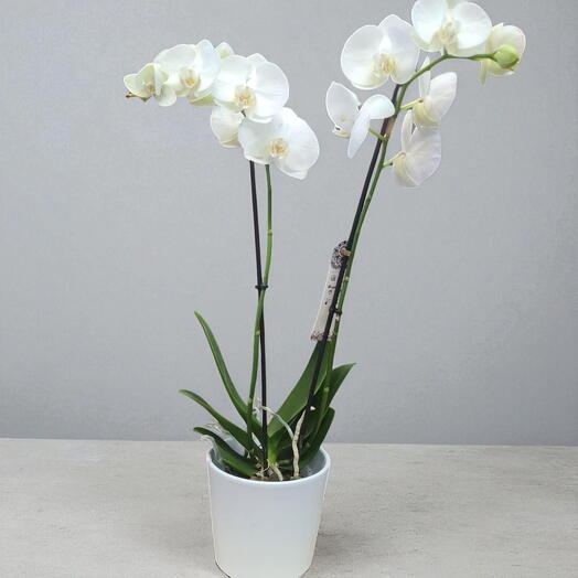 Orquidea Blanca con Macetero Blanco