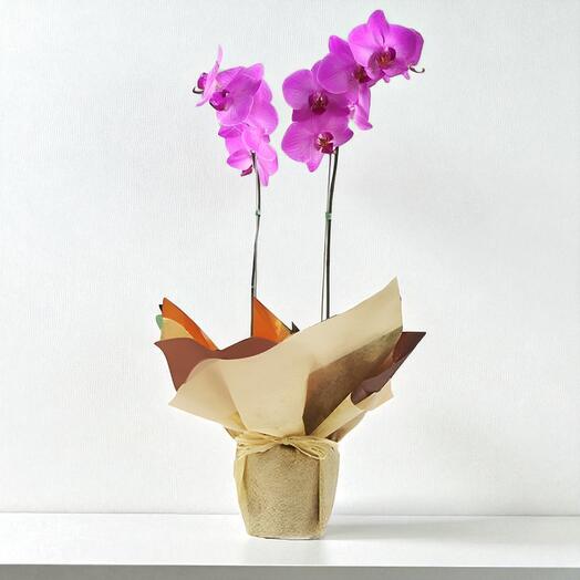 Pink Phalaenopsis Orchid – Indoor Butterfly Orchid