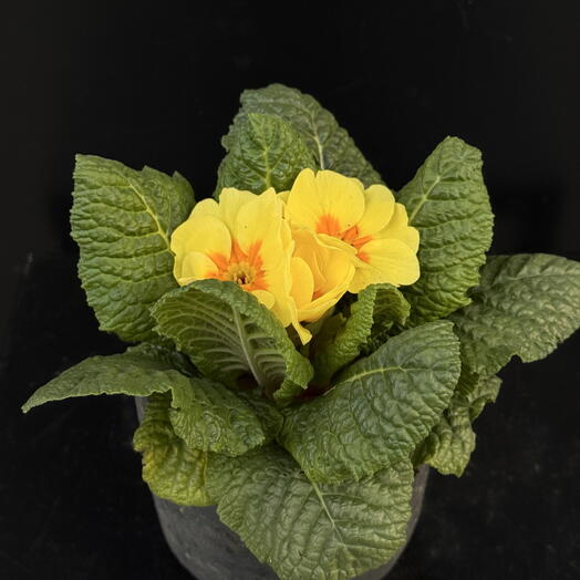 Primula in a ceramic pot