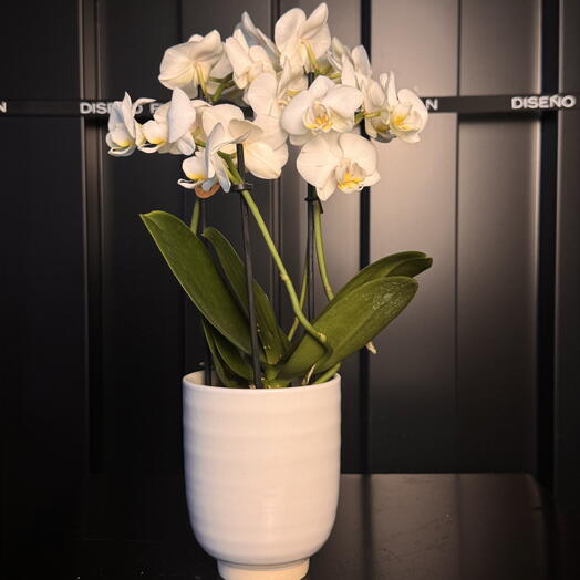 Petite orchidée blanche dans un vase en céramique ARAIK GALSTYAN