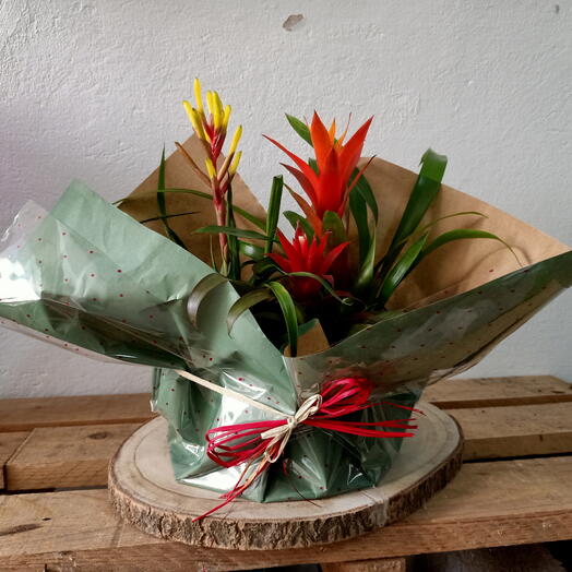 Pack Bromelias Mix