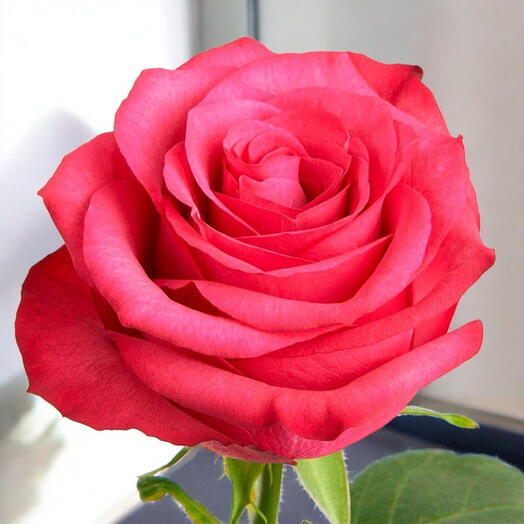 Rosa Lola
