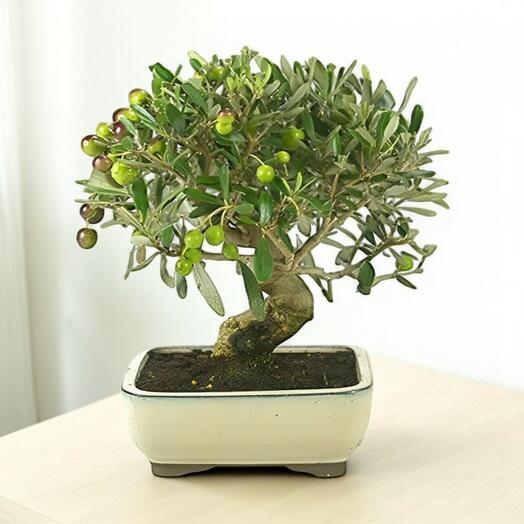 Bonsai Olivo (Olea Europaea) – Elegancia mediterranea en miniatura
