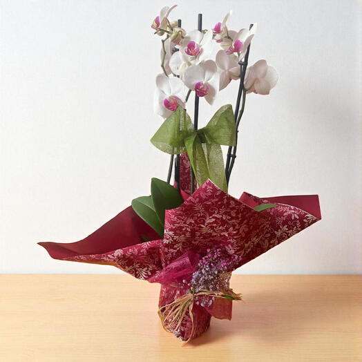 Орхидея — чистая элегантность