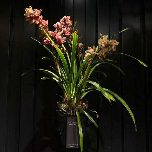 Cymbidium Borgona rosado en maceta