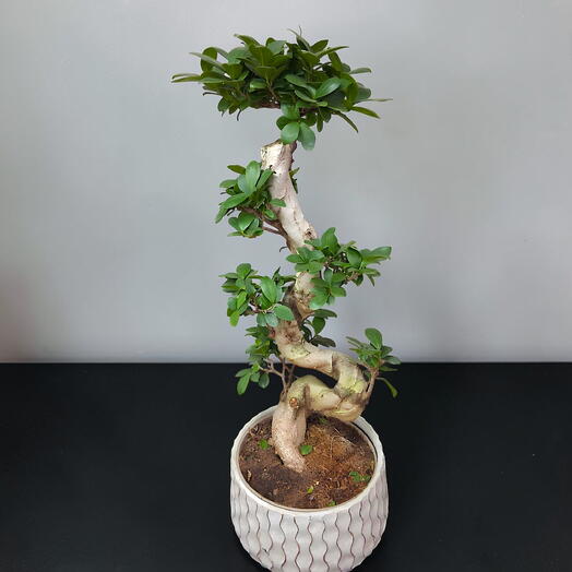 Фікус гінсенг у декоративному горщику