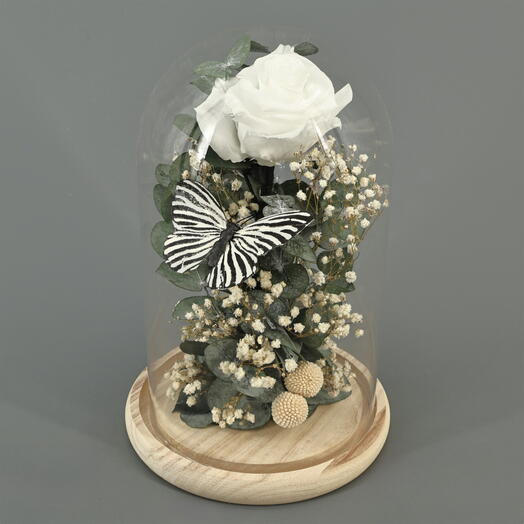 Rosa preservada en cupula de cristal