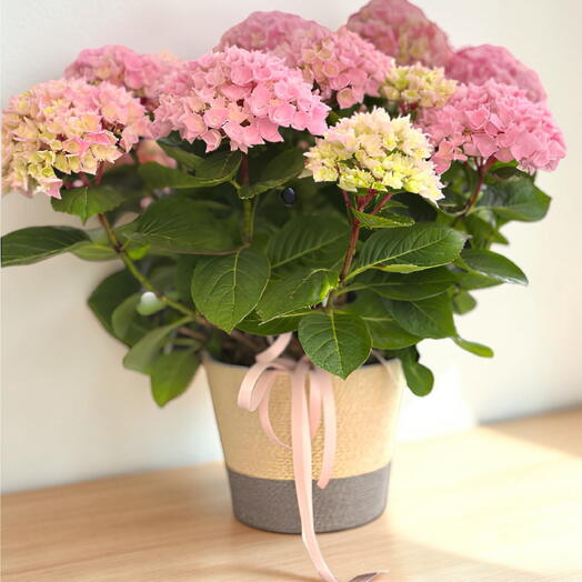 Plantas Hortensias Rosadas