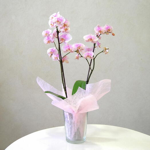 Orquidea de 2 varas con cristal