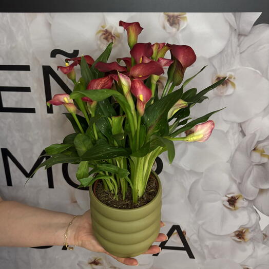 Purple Calla Lily in a Pot