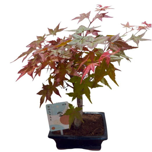 Bonsai de Arce