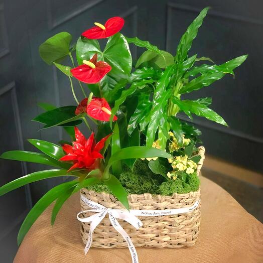 Cesta «Gloria» – Armonia tropical y color en una elegante composicion floral